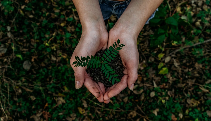 Hands planting a seedling